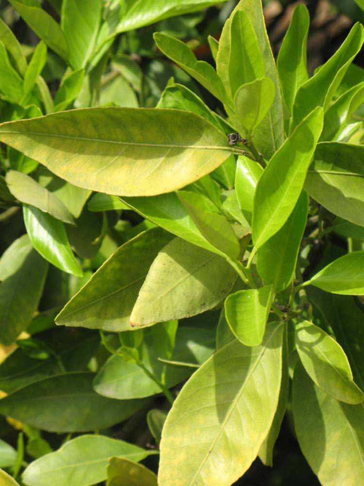              Sun leaves (Riverside, CA)       